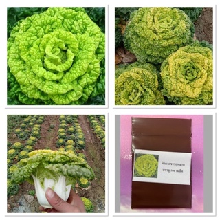 เมล็ดพันธุ์ ผักกาดขาว กุหลาบ ( white cabbage, rose ) บรรจุ 500 เมล็ด