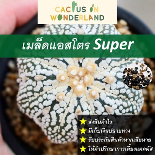 เมล็ดแอสโตร Super เมล็ดแคคตัส เมล็ดกระบองเพชร