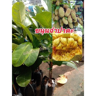 ค้นขนุนพันธุ์จำปาดะ เนื้อเยอะ รสชาติหวานหอม