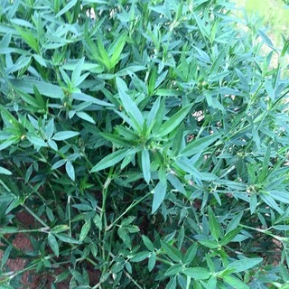 เมล็ดถั่วฮามาต้า 1 กก.(Stylosanthes Hamata) จาก ไร่วิทยา งอกดี อาหารสัตว์ เลี้ยงวัว เลี้ยงควาย