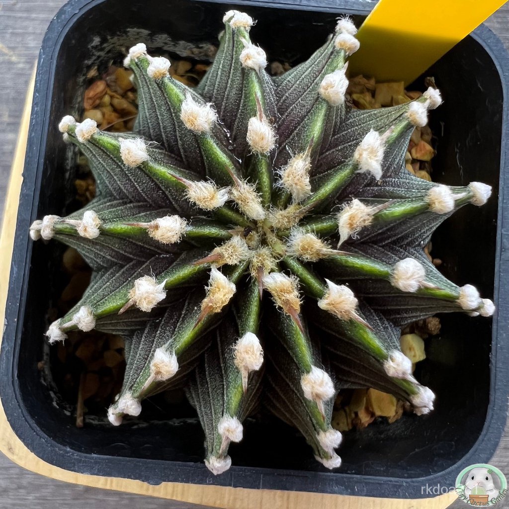 คุณภาพสูง เมล็ด/(Y32) ต้นยิมโน LB2178 แท้  13 พู ไม้เมล็ด - (gymnocalycium) - แคคตัส/อินทรีย์ คละ/เม