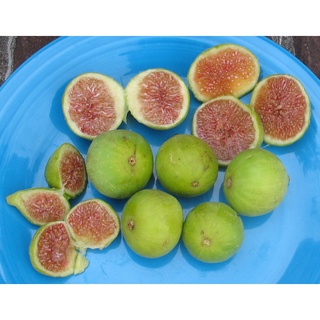 10 เมล็ด เมล็ดมะเดื่อฝรั่ง Figs สายพันธุ์ Conadria (คอนาเดีย) มะเดื่อฝรั่ง หรือ ลูกฟิก