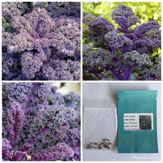 เคลสการ์เลต เคลสีม่วง (เมล็ด) Scarlet Kale Seed