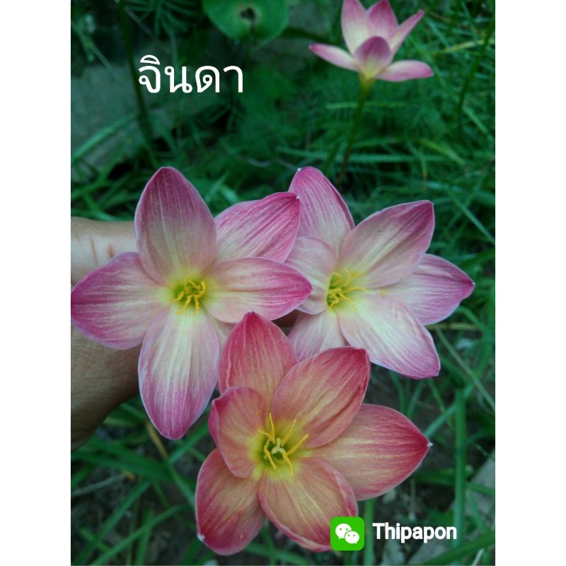 บัวดินจินดา จำนวน1หัว