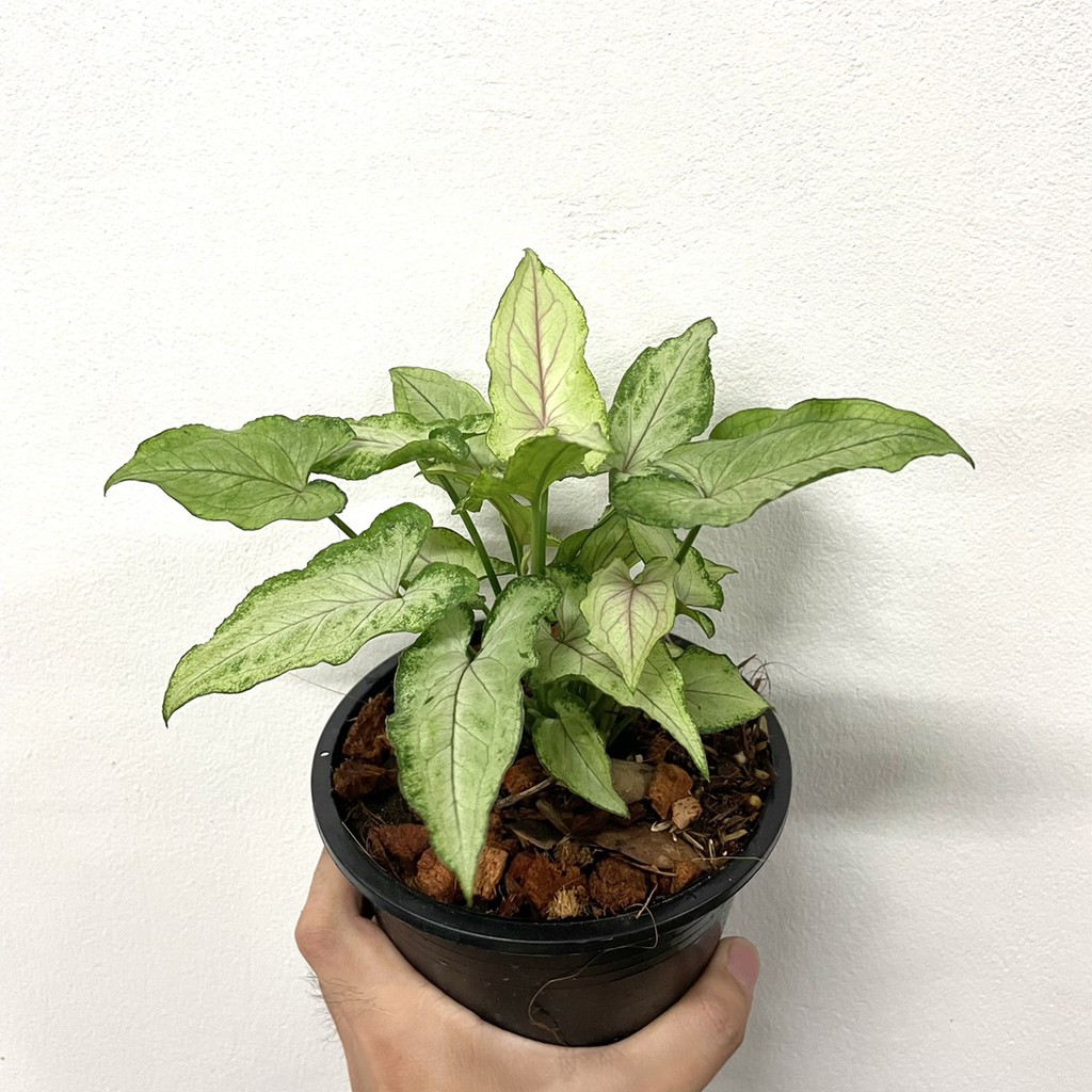 มุมมอง 3