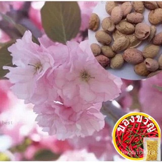 Cherry Blossom Sakura Per Pack Seeds Sakura Tree Seeds Healthyสร้อยข้อมือ/เมล็ดพืช/เด็ก/มะละกอ/เสื้อ/กุหลาบ/ขึ้นฉ่าย/​​ก