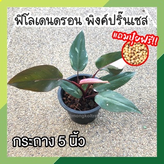 ฟิโลเดนดรอน พิงค์ปริ๊นเซส กระถาง 5 นิ้ว (แถมปุ๋ยฟรี!) Philodendron pink princess เจ้าหญิงสีชมพู ต้นไม้ปลูกในบ้าน