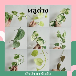 ต้นพลูด่าง (ตัดยอด จำนวน 1 กิ่ง ) สามารถนำไปเลี้ยงในน้ำได้ ต้นไม้ฟอกอากาศ