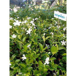 🌱 พุดพิชญา ไม้น่าปลูก