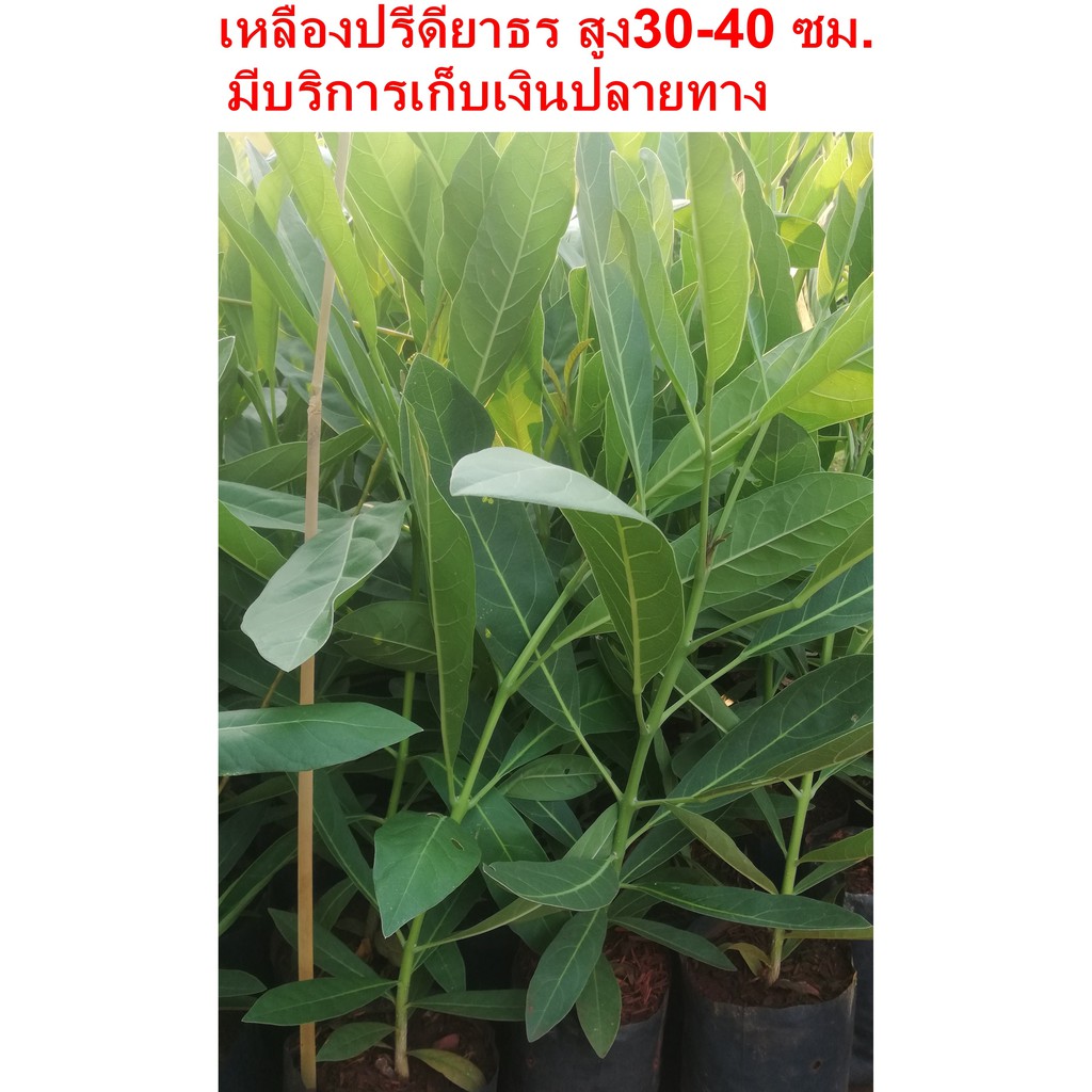 ต้นเหลืองปรีดียาธร ชุดละ 3 ต้น ราคา 100 บาท สูง 30-40 ซม.ขึ้นไป (มีราคาขายส่งค่ะ)**สินค้าขายดี**