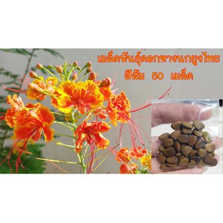 เมล็ดพันธุ์ดอกหางนกยูงไทย  สีส้ม 50 เมล็ด