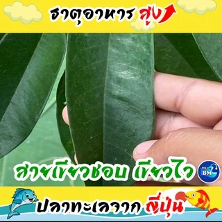 น้ำหมักปลาทะเล จากญี่ปุ่นผสมเปลือกไข่ ช่วยไล่แมลง