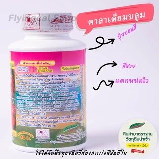 ปุ๋ยบอนสี คาลาเดียม บลูมแตกหน่อไวใบสวย สมบูรณ์ 2ขวด70บาท