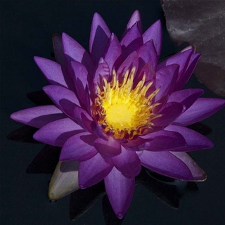 100 เมล็ด เมล็ดบัว สีม่วง นำเข้า บัวนอก สายพันธุ์เมล็ดบัว Waterlily Nymphaea Seeds