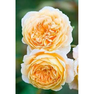 30 เมล็ด เมล็ดพันธุ์ กุหลาบ Champagne Rose Seeds ดอกใหญ่ ดอกหอม นำเข้าจากต่างประเทศ พร้อมคู่มือ เมล็ดสด ใหม่