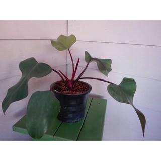 ฟิโลเดนดรอนมรกตแดง philodendron red emerald