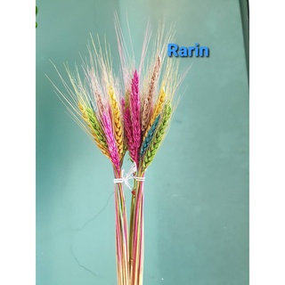 Rarin 🌾ดอกไม้เแห้ง🌿 ดอกข้าว บาเลย์ ย้อมสี (2 กำ)🌾  แบบรวมสี ใส่แจกันสวยมากกก  🔖กำละ 39 ฿🔖