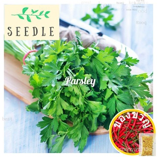 Parsley Herb Seeds | Biji Benih Parsli内裤/儿童/苹果/seeds/文胸/上衣/种子/生菜/向日葵/通心菜/ AVFQ