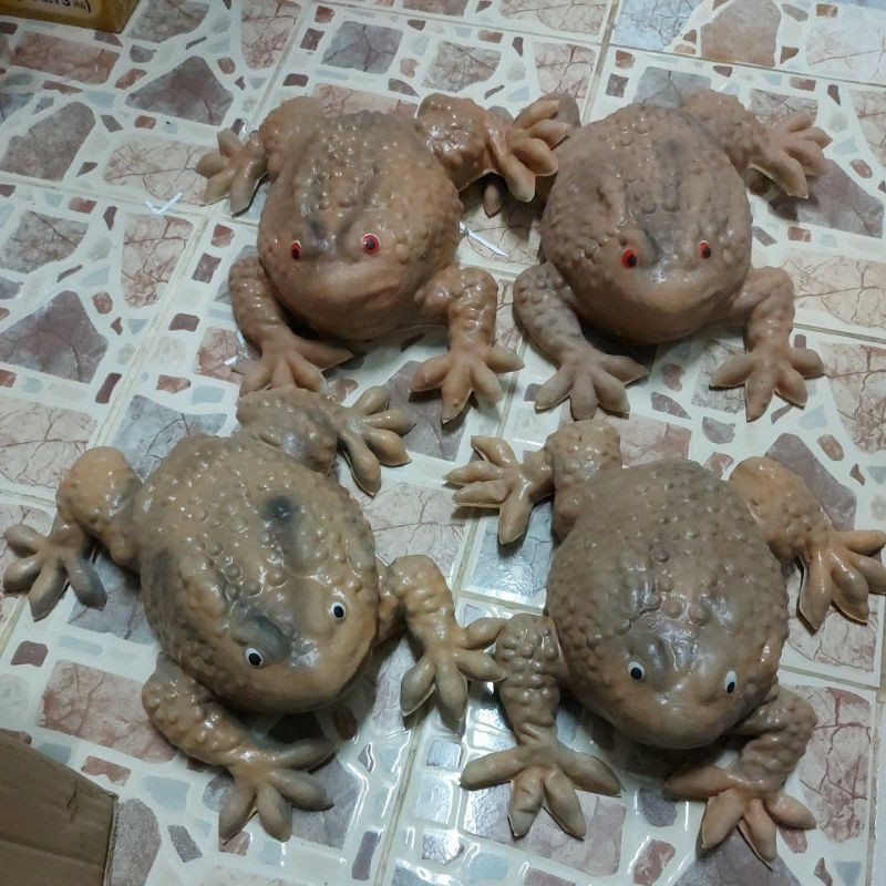 🐸🐸กบปลอมยักษ์ยาว30ซม.กว้าง35ซม. 😻😻