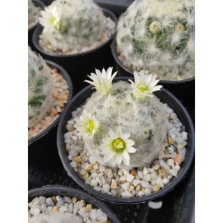 กระบองเพชร แคคตัส (Cactus) แมมขนนกขาว (Mammillaria plumosa) ดอกสีขาวครีม