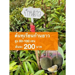 ต้นทุเรียนก้านยาว ต้นละ 200 บาท