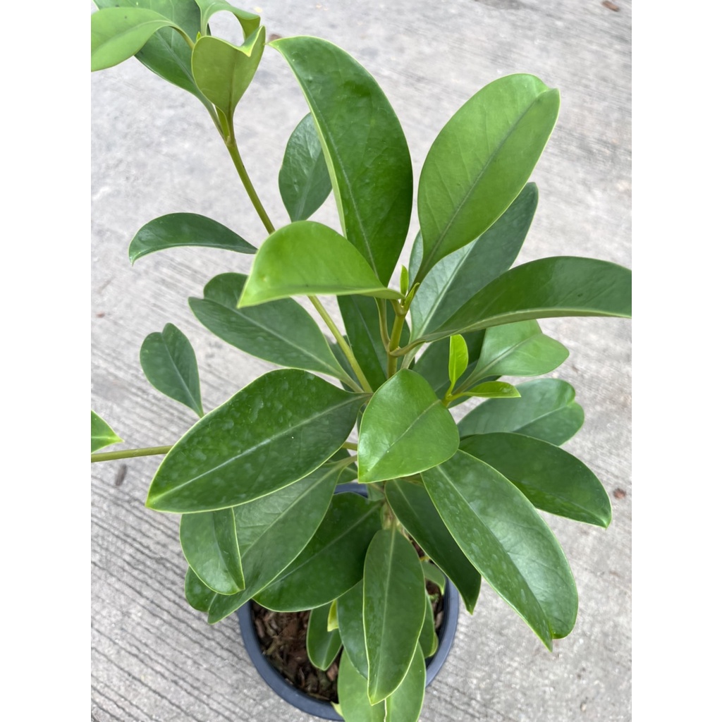 มุมมอง 2