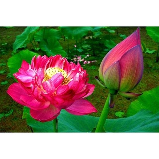 เมล็ดบัวดอกสีแดง บัวหลวงสีแดงนำเข้า Red Peony Lotus เมล็ด Waterlily seeds. 8 ดอกใหญ่