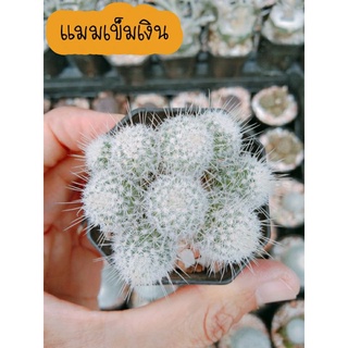 แมมเข็มเงิน  Mammillaria geminispina แคคตัส ไม้อวบน้ำ