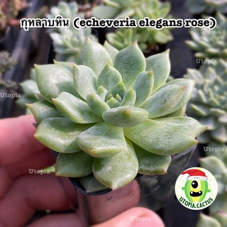 กุหลาบหิน (echeveria elegans rose)[กระถาง 2นิ้ว] /// Utopia.cactus