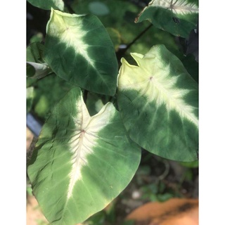 HK Garden(ชำมีรากเเล้ว) หน่อลูก colocasia tropical storm ตัดสด ส่งหุ้มตุ้ม บอน โทปิคอล สตรอม บอนด่าง บอนกระเเส ไม้ตกเเต่