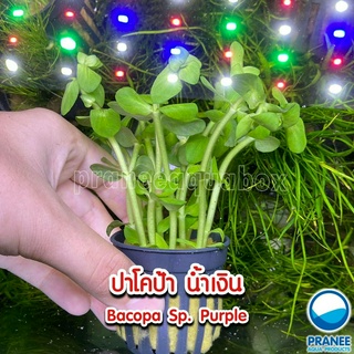 ปาโคป้า น้ำเงิน Bacopa Sp. Purple พร้อมปลูก ต้นไม้น้ำ ต้นไม้น้ำพร้อมปลูก  ***กรุณาอ่านรายละเอียดก่อนสั่งซื้อ***