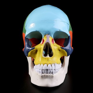 Life Size Colorful Human Skull Model Anatomical Anatomy Medical Teaching Skeleton Head G4I8