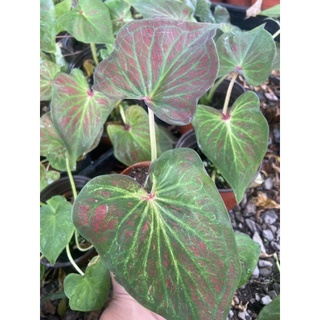 Caladium บอนสีรวยล้นฟ้า รวยล้นฟ้า (รหัสสินค้าC9)