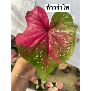 บอนสี ท้าวรำไพป้ายสวย/ลุ้นป้าย ขนาดต้นที่2-5 แชทเลือกได้