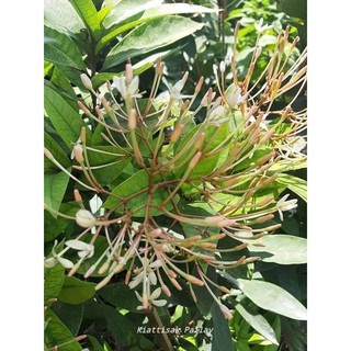 เข็มหลวง Ixora Odorata (กทม)