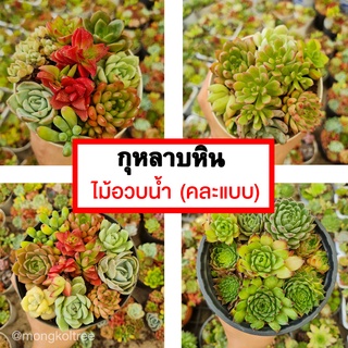 กุหลาบหิน ไม้อวบน้ำ คละแบบ มีหลายสายพันธุ์ succulents ต้นไม้อวบน้ำ Echivaria  กุหลาบหิน ต้นไม้ปลูกในบ้าน ต้นไม้ฟอกอากาศ