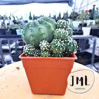 JML แคคตัสฟอร์มกอ อิชินอป ดอกสีขาว ในกระถาง 5นิ้ว echinopsis เอคินอปซิส กระบองเพชร ฟอร์มกอ