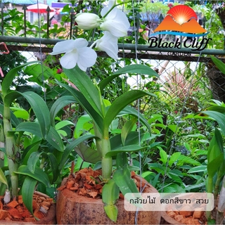 กล้วยไม้ orchid flower ไม้ดอกไม้ประดับ ดอกไม้ ไม้มงคล ไม้หอม พันธุ์ไม้ แจกัน กระถาง ของประดับบ้าน สวนเขาหมาก