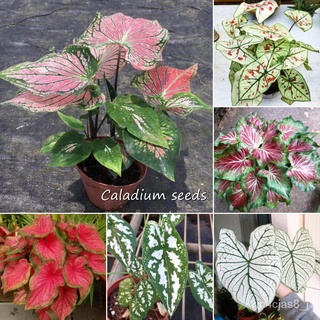 （อัตราการปลูกสูง）ปลูกง่าย ปลูกได้ทั่วไทย 100pcs Mixed Color-leaf Caladium Seeds เป็นไม้พุ่มอวบน้ำอายุยืน ไม้ฟอกอากาศ Pla