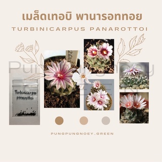 เมล็ดกระบองเพชร เมล็ดแคคตัส  เมล็ด Turbinicarpus panarottoi 10 เมล็ด