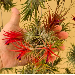 ทิลแลนด์เซีย ไอโอนันทา, ฟูโก้ (Tillandsia ionantha, fuego) สับปะรดสี สับปะรดอากาศ ไม้รากอากาศ