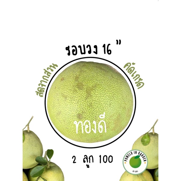 (✨สินค้าพร้อมส่ง✨)ส้มโอทองดี🍐sizeรอง รอบวง16” น้ำหนัก 0.8-0.9 kg. โดยประมาณ