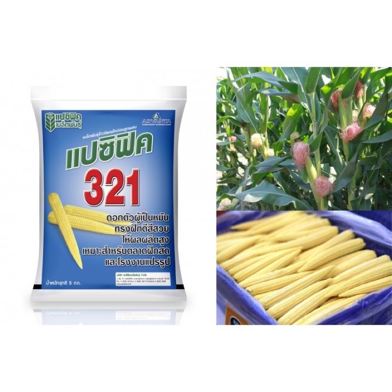 เมล็ดพันธุ์ข้าวโพดฝักอ่อนแปซิฟิด แบบแบ่งขาย