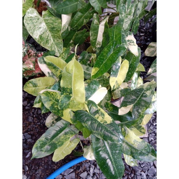 philodendron Burle Marx variegated