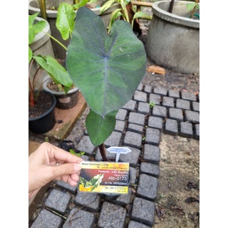 บอนหมอกมรกต (Colocasia Emerald Mist)