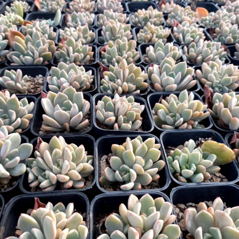 (ลดเพิ่ม 50% สูงสุด 100 ใส่โค้ด INCLV33) ไม้วางใบ/กุหลาบหินวางใบ/ไม้อวบน้ำ กระถางสองนิ้วส่งพร้อมกระถาง - รูปที่ 3