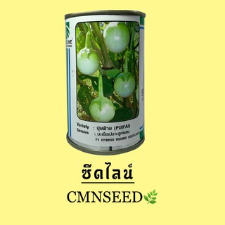 เมล็ดพันธุ์ มะเขือเปราะ ปุยฝ้าย ปริมาณ 20 กรัม