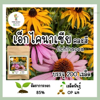 เมล็ดพันธุ์ เอ็กไคนาเซีย คละสี 200 เมล็ด อัตราการงอกสูง เมล็ดพันธุ์OPแท้RubyKaleMarigoldMixSunflowerGrassZinniaCosmosFlo