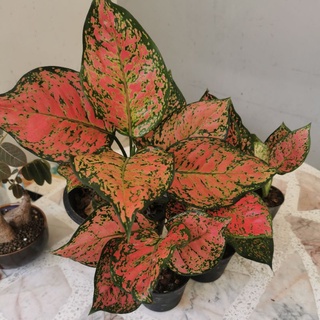 ต้นอัญมณีแดง 🌺🌺🌺 หรือ อโกลนีมา (Aglaonema )