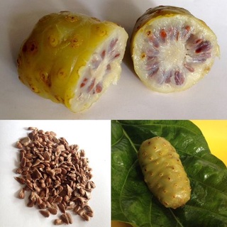 เมล็ดพันธุ์50เมล็ดลูกยอต้นยอ น้ำลูกยอสรรพคุณลูกยอปลูกง่ายGreat morinda, Tahitian noni, Indian mulberry, Beach mulberry